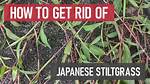 How Do You Control Japanese Stiltgrass?