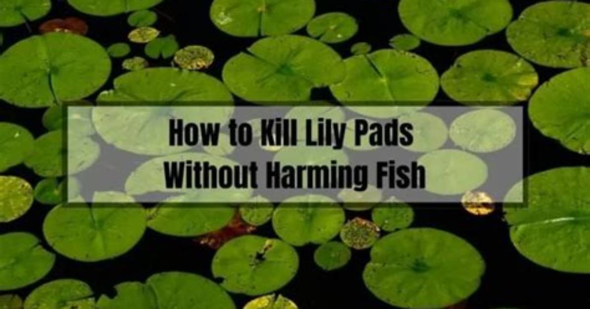 How Do You Control Lily Pads in a Lake?