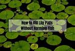 How Do You Control Lily Pads in a Lake?