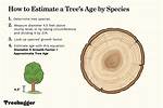 How Do You Determine the Age of a Yew Tree?