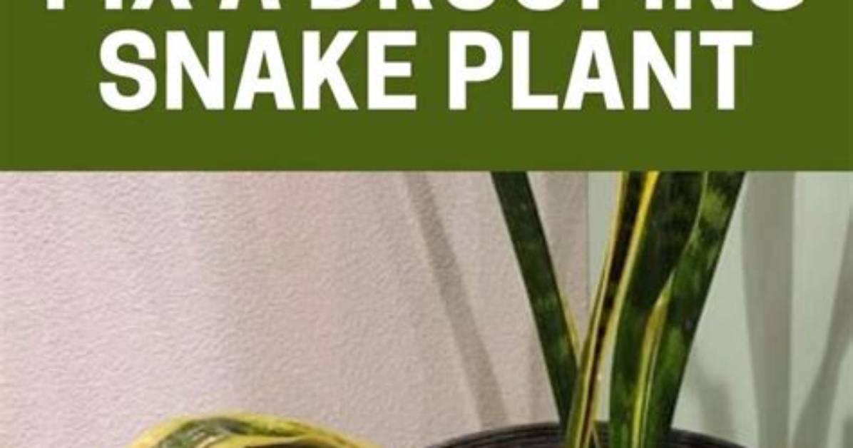 How Do You Fix a Droopy Snake Plant?