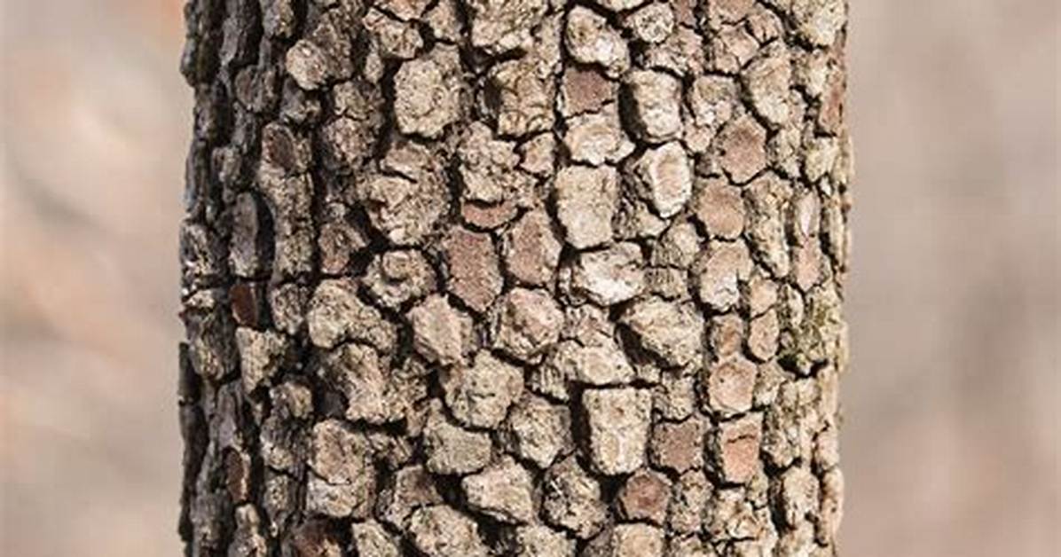 How Do You Fix Bark on Dogwood Trees?