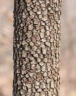 How Do You Fix Bark on Dogwood Trees?