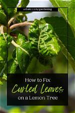 How Do You Fix Curled Leaves on a Lemon Tree?