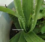 How Do You Fix Droopy Aloe Plant?
