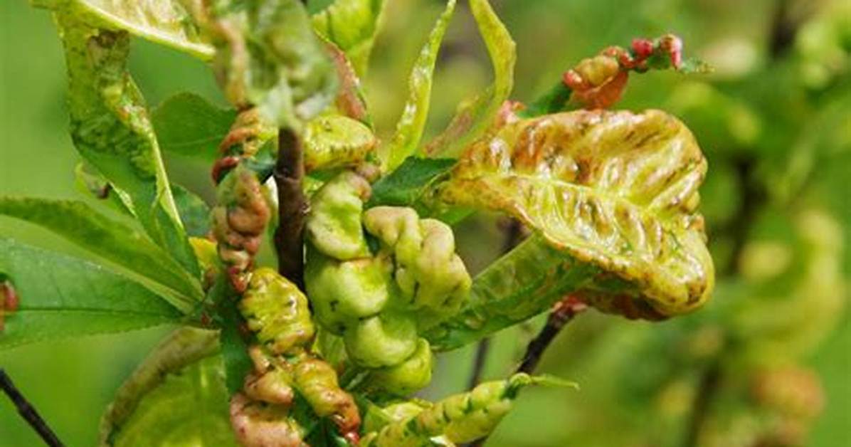 How Do You Fix Leaf Curl on Citrus Trees?