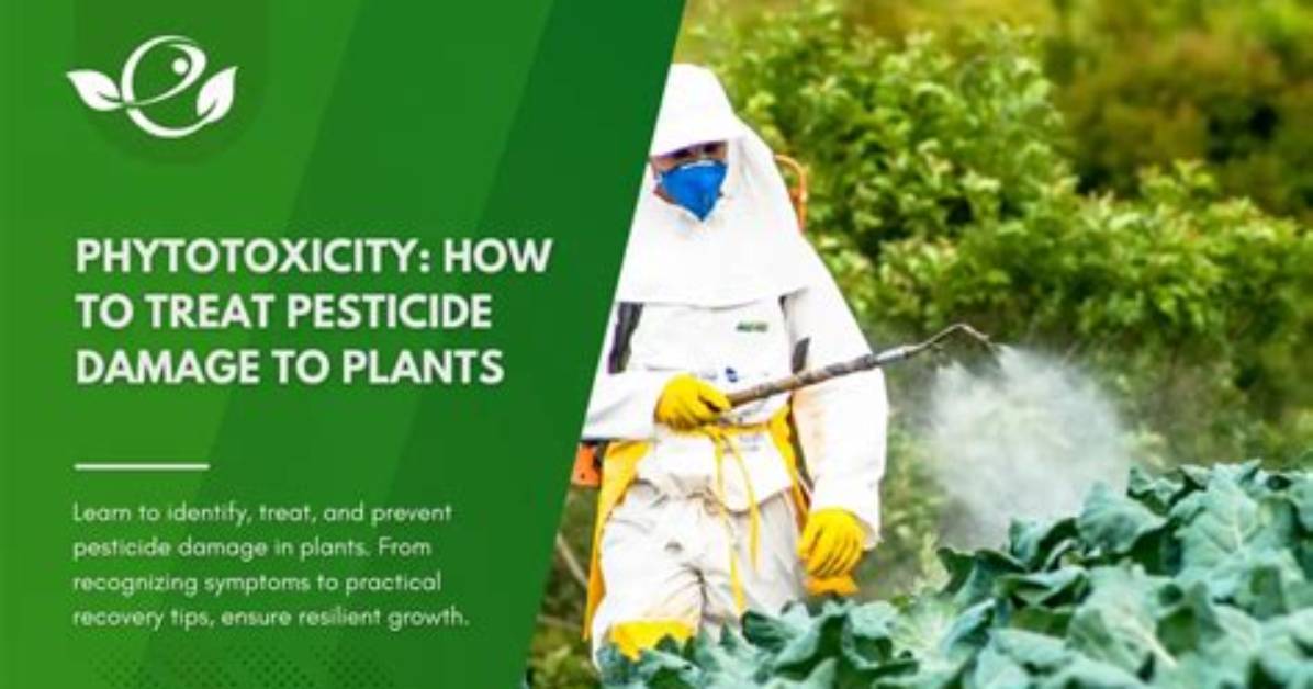 How Do You Fix Pesticide Burn on Plants?