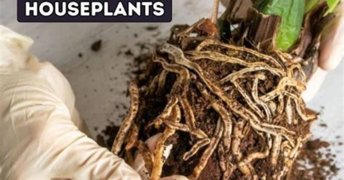 How Do You Fix Root Rot on Pepper Plants?