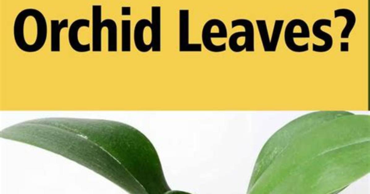 How Do You Fix Yellow Leaves on Apple Trees?
