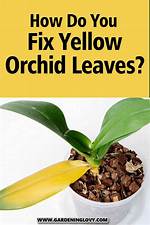 How Do You Fix Yellow Leaves on Apple Trees?