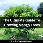 How Do You Get a Mango Tree to Fruit?