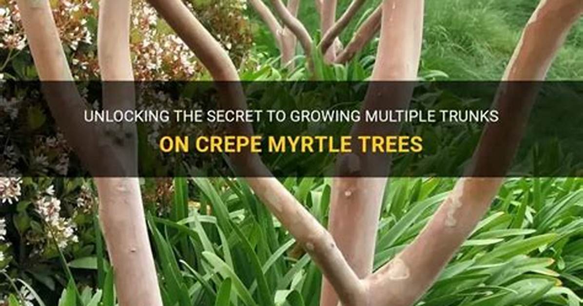 How Do You Get Multiple Trunks in a Ponytail Palm?