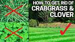 How Do You Get Rid of Grass Permanently?