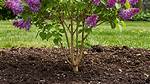 How Do You Get Rid of Lilac Blight?