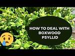 How Do You Get Rid of Psyllids on Lilly Pilly?