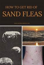 How Do You Get Rid of Sand Burrs in Your Yard?