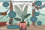 How Do You Get Rid of Spider Mites on Blue Spruce?