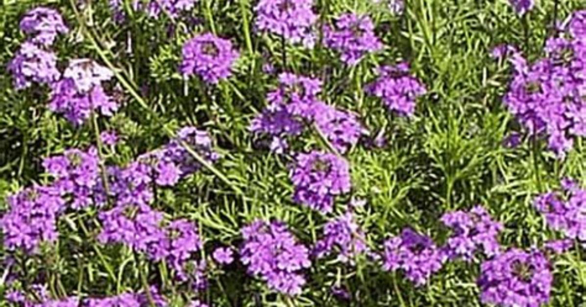 How Do You Grow Moss Verbena from Seed?