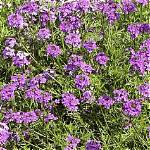 How Do You Grow Moss Verbena from Seed?
