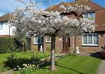 How Do You Grow Prunus Shirotae?