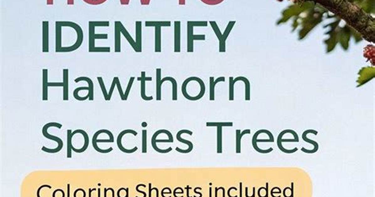 How Do You Identify a Hawthorn Tree?