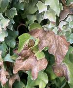 How Do You Identify a Leaf Scorch?