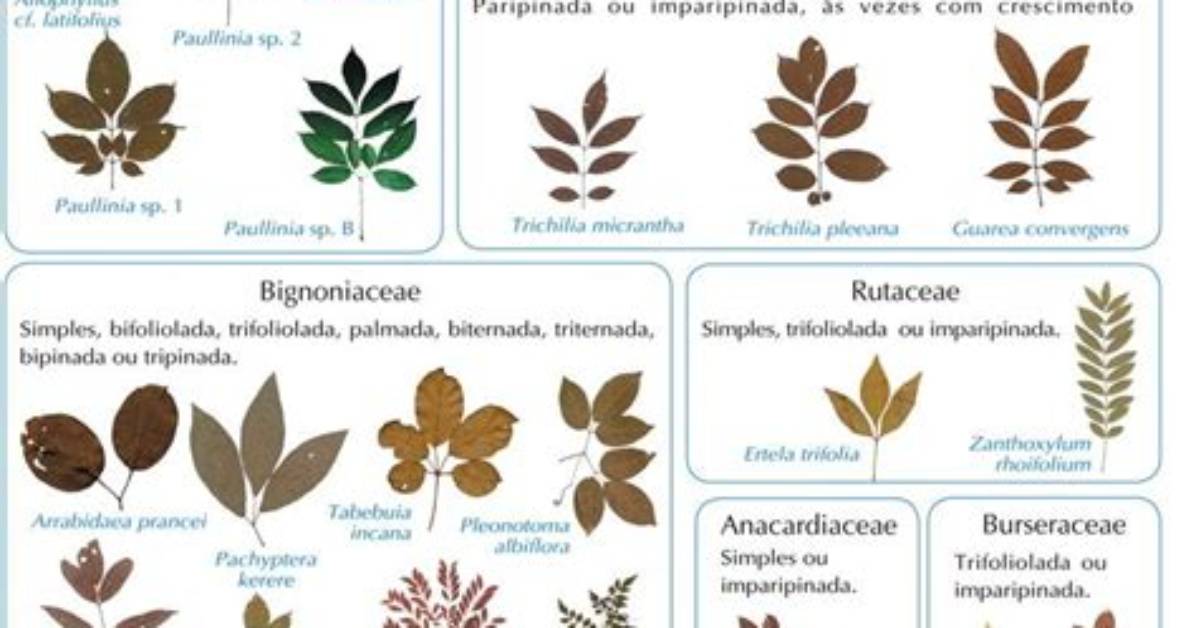 How Do You Identify a Plant?