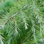 How Do You Identify Cedrus Deodara?