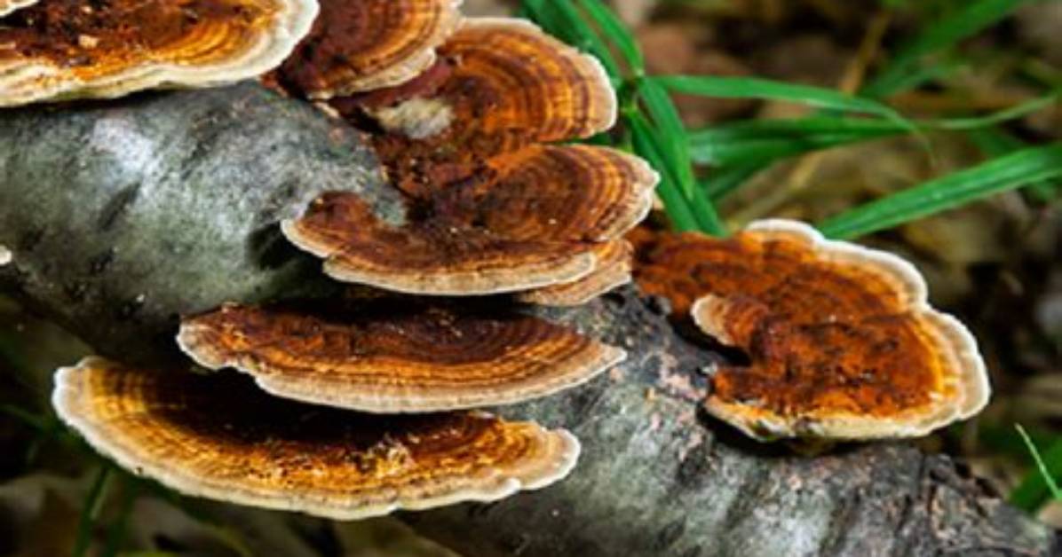 How Do You Identify Tree Fungus?