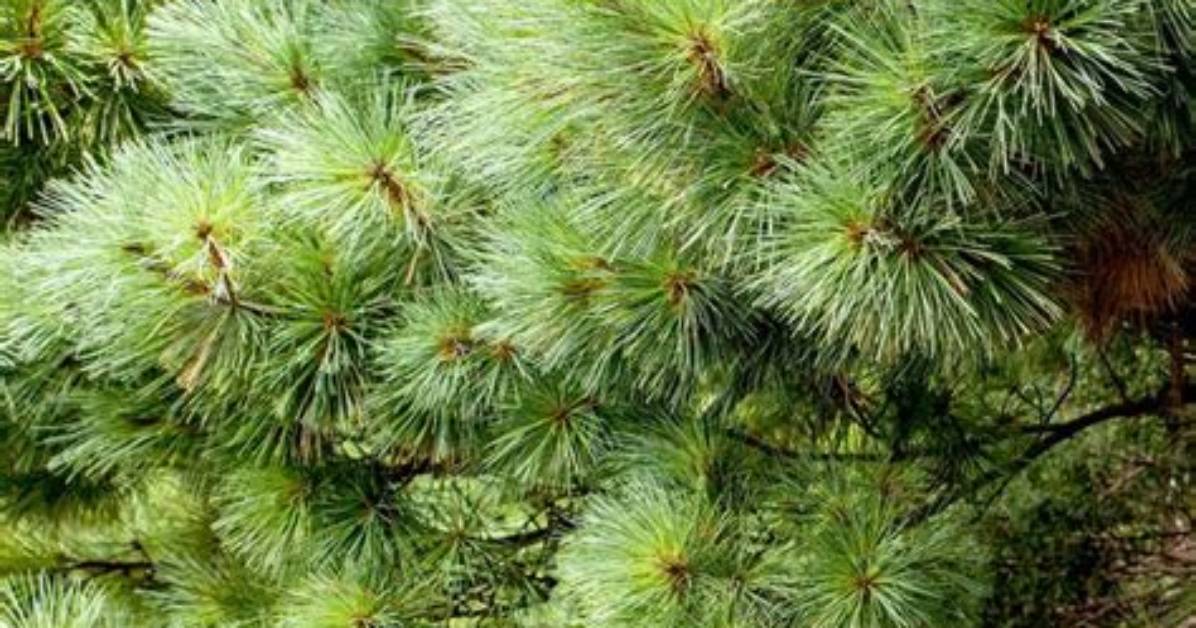 How Do You Keep a White Pine?