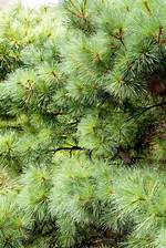 How Do You Keep a White Pine?