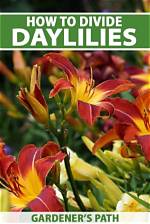How Do You Keep Daylilies from Turning Brown?