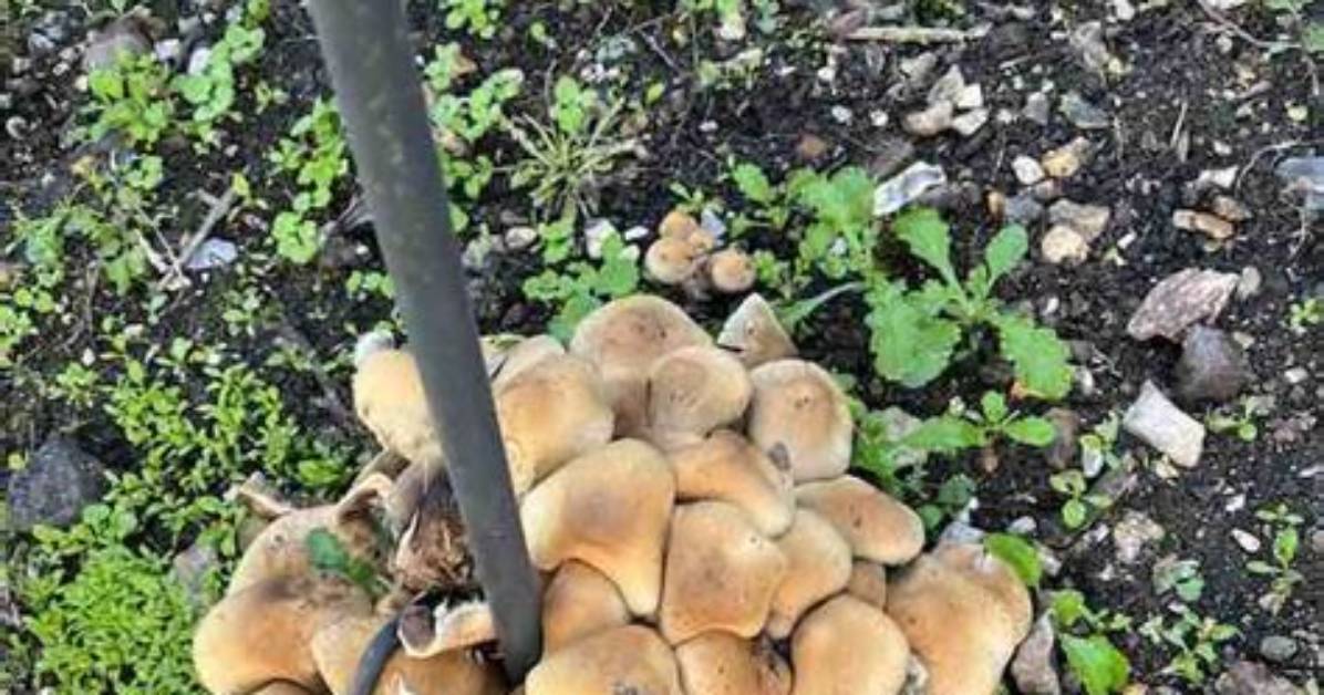 How Do You Keep Honey Fungus from Spreading?