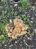 How Do You Keep Honey Fungus from Spreading?
