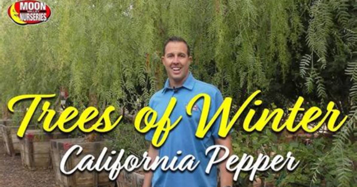 How Do You Kill California Pepper Tree Roots?