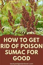How Do You Kill Sumac Naturally?