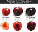 How Do You Know If a Cherry Tree Is Healthy?