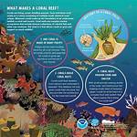 How Do You Know If Coral Is Dying?