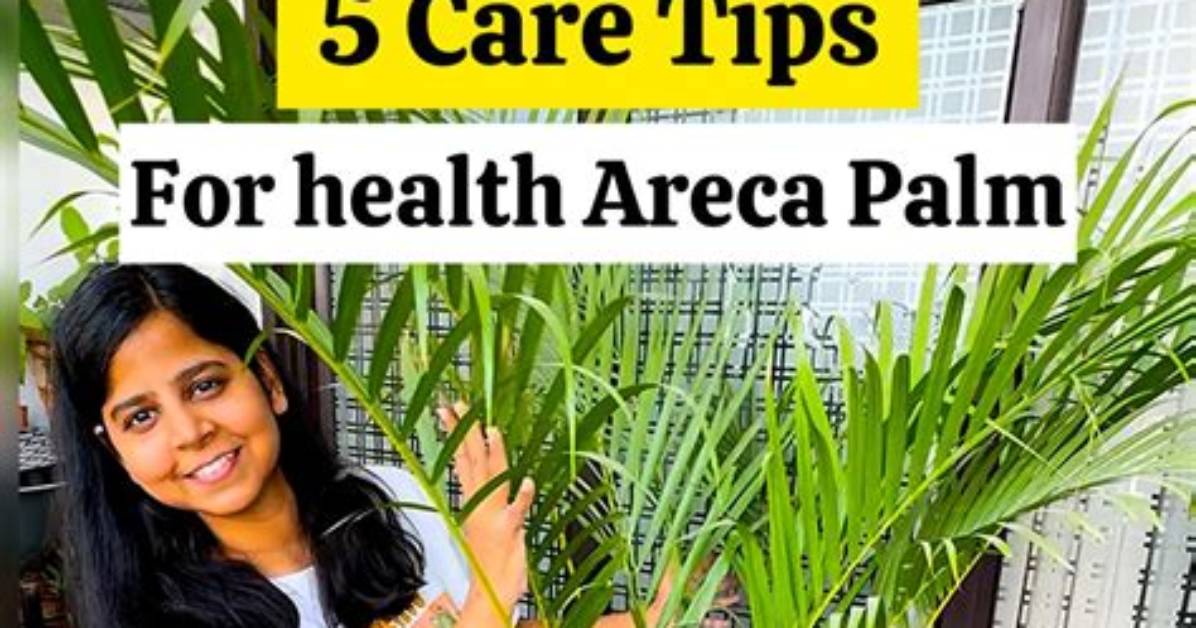 How Do You Know When an Areca Palm Is Dying?