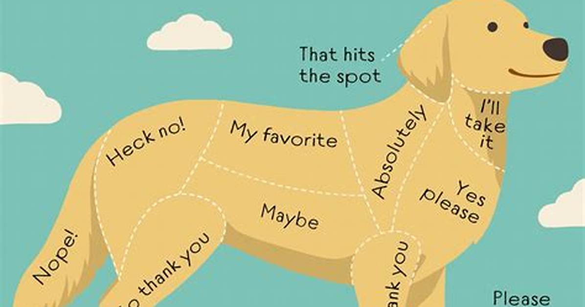 How Do You Know When Your Dog Is Declining?