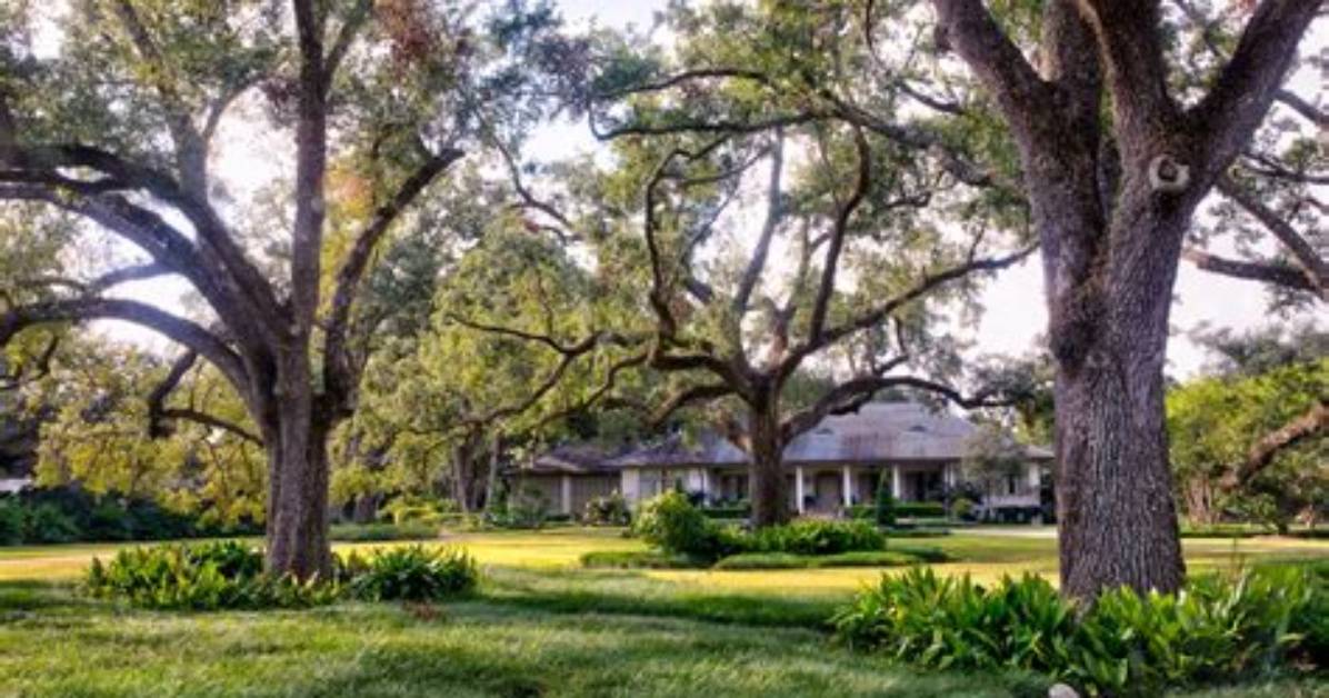 How Do You Landscape Around Live Oaks?