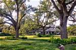 How Do You Landscape Around Live Oaks?