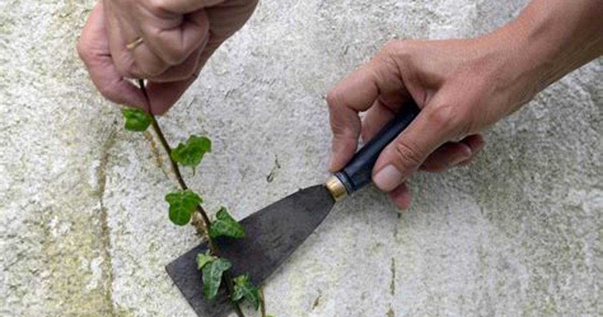 How Do You Permanently Remove English Ivy?