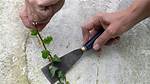 How Do You Permanently Remove English Ivy?