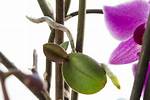 How Do You Plant an Orchid Offshoot?