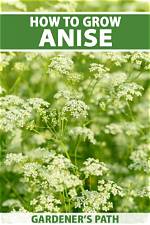 How Do You Plant Anise Shrubs?