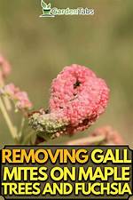 How Do You Prevent Maple Gall Mites?