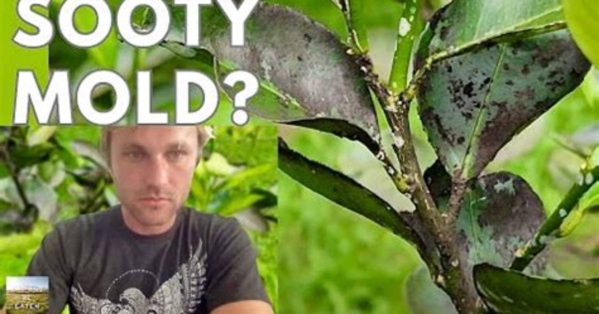 How Do You Remove Black Sooty Mould from Citrus Trees?