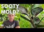 How Do You Remove Black Sooty Mould from Citrus Trees?