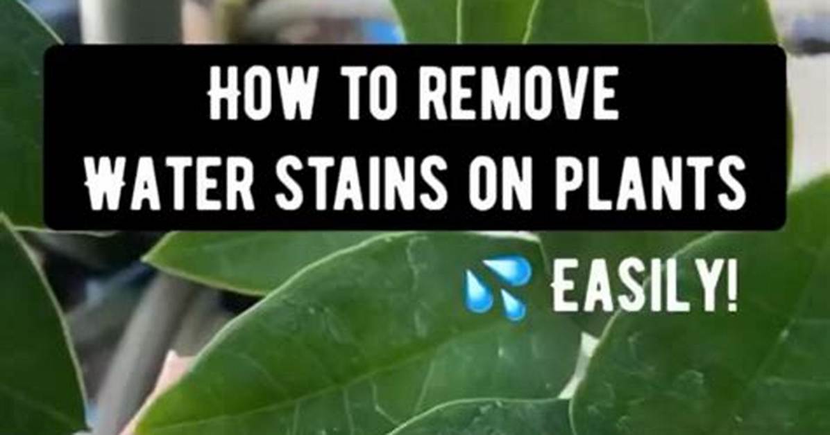 How Do You Remove Plant Stains from Pots?